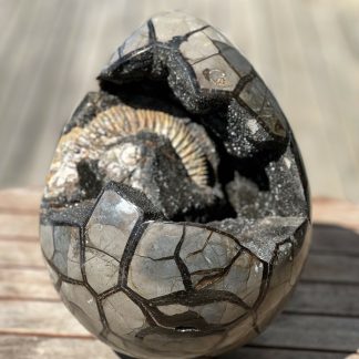 Rare Oeuf Septaria avec Ammonite 10kg environ